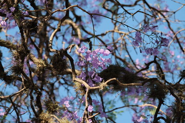 Purple jacarandas bloom on the streets of Buenos Aires. Jacaranda flowers are a symbol of spring in Argentina.