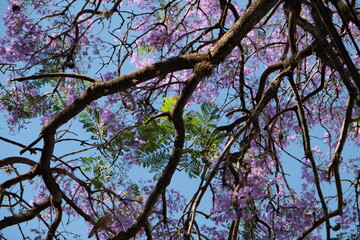 Purple jacarandas bloom on the streets of Buenos Aires. Jacaranda flowers are a symbol of spring in...