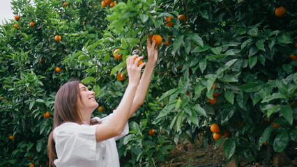 Happy gardener picking citruses rural plantation closeup. Young woman harvesting