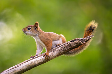 red squirrel on a tree branch in the woods