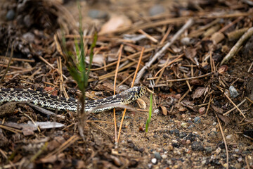 gopher snake slithering through the underbrush of the woods