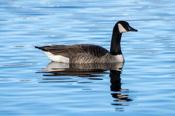 canada goose swimming on a clear blue lake