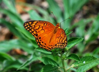 Mariposas,llenas de colores buscando el nectar de las flores.