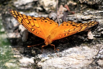 Mariposas,llenas de colores buscando el nectar de las flores.