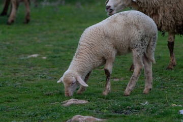Lamb grazing in the pasture. White lamb