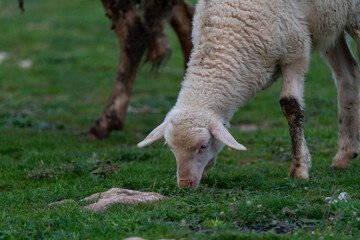 Naklejka na ściany i meble Lamb grazing in the pasture. White lamb