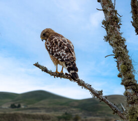 Red shouldered hawk.
