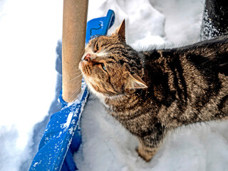 the cat squints and purrs and rubs against the handle of a shovel in the snow - 756885724