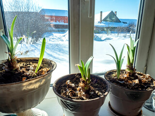 amaryllis buds are blooming in a pot on the windowsill - 756885752