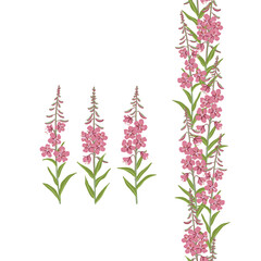 seamless pattern garland with willowherb, fireweed,, field flowers, vector drawing wild plants at white background, floral elements, hand drawn botanical illustration