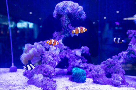 a group of humbug fish or dascyllus damselfish and black african clownfish swimming together around anemones and coral