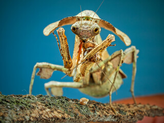 Dead Leaf Mantis