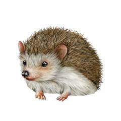 Hedgehog hand drawn watercolor illustration. Wildlife forest and garden animal. Realistic vintage style cute small hedgehog painted image. Funny wildlife animal with needles on white background © anitapol