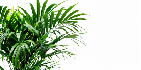 Indoor areca palm, healthy green plant, header on a white isolated background.  