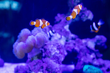 a group of nemo fish or clown fish swimming around the anemon and coral