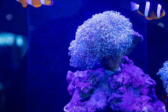 several types of coral and sea anemones such as Stichodactyla gigantea, bubble tip, and liponenma which are often used as shelter for clownfish