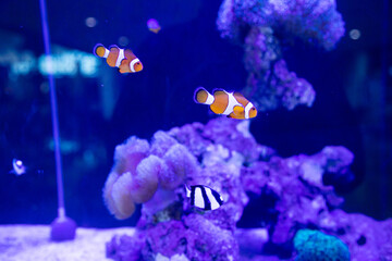 a group of humbug fish or dascyllus damselfish and black african clownfish swimming together around anemones and coral