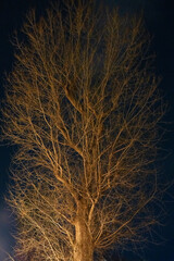 冬の夜の大きな樹