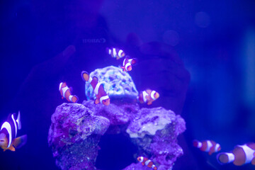 a group of nemo fish or clown fish swimming around the anemon and coral