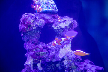 a group of nemo fish or clown fish swimming around the anemon and coral