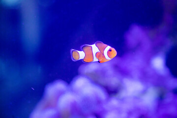 a clownfish or Amphiprion ocellaris swimming alone around anemn and coral