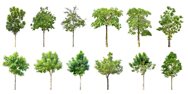 Collection Trees and bonsai green leaves. total 10 trees. The Ratchaphruek tree is blooming bright yellow. (png)	