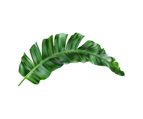 Tropical_green_palm_leaf_