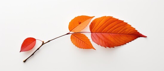a close up of a red leaf on a white background . High quality