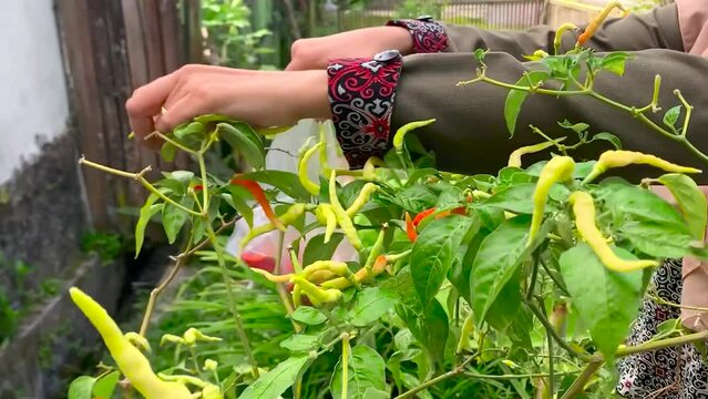 woman's hand is plucking chili peppers from the plant for cooking.