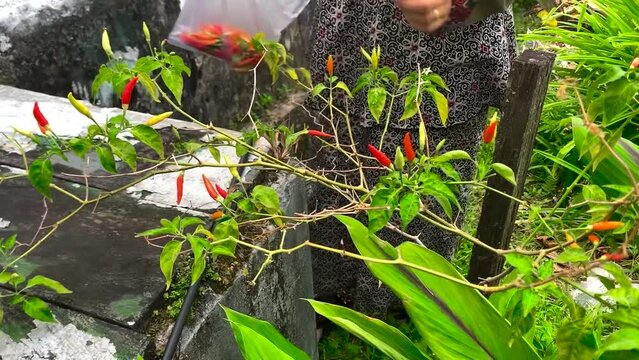 Footage of picking chilies in the garden