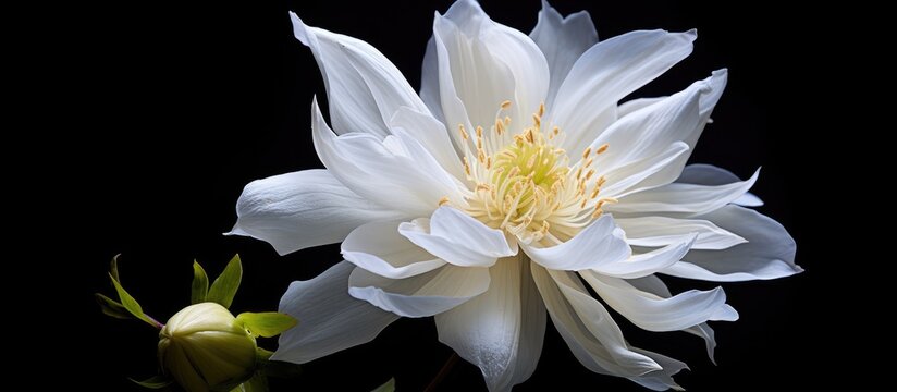 A closeup image of a white flower with a yellow center against a dramatic black background. This stunning shot highlights the intricate details of the petals and the contrasting colors of the plant