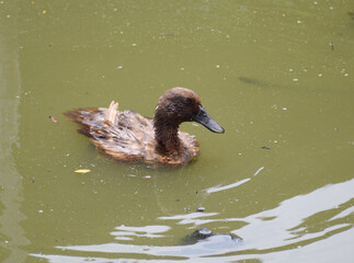 duck in the pond