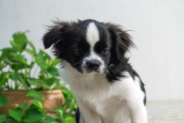 portrait of a pomeranian puppy