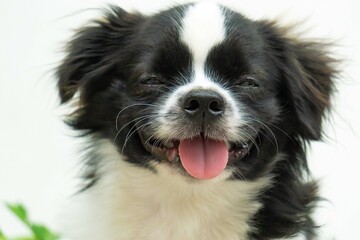 closeup of border collie puppy 