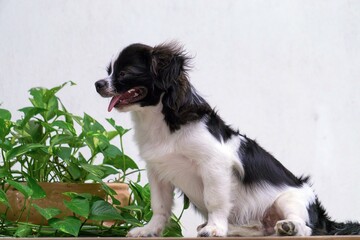 portrait of bernese mountain dog