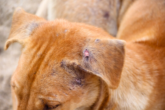 Close up animal injured or brown dog have red wound on ear top view background