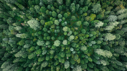 Aerial footage of beautiful high altitude forest  mountain landscape