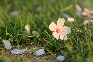 Cherry blossom petals fallen on green grass