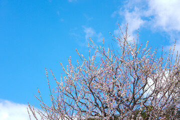 伊勢神宮 風景 景色