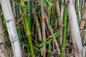 Grove of both living and dead bamboo in a garden in Taiwan