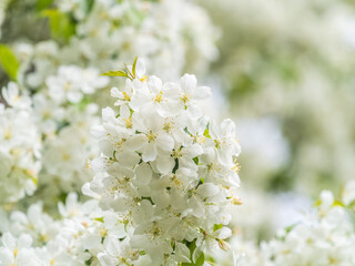 White blossoming apple trees in the sunset light. Spring season, spring colors.