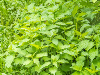 The nettle, Urtica dioica, with green leaves grows in natural thickets. Medicinal wild plant...