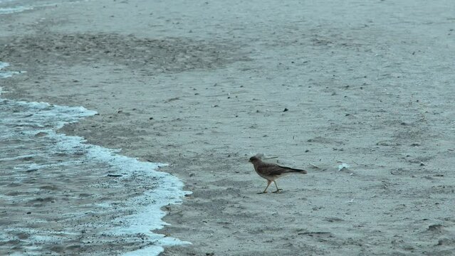 Chimango, bird of prey of the genus Caracaras caracaras of the falcon family