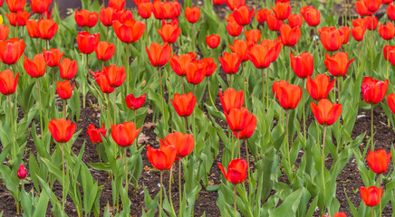 Colorful red tulips blossom in spring garden