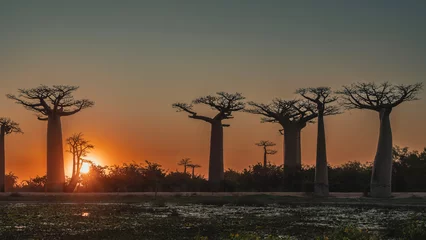 Deurstickers A delightful landscape at sunset. The Alley of baobabs. Exotic trees with thick trunks and compact crowns against the evening blue-orange sky. The sun is shining from behind the bushes. Madagascar.  © Вера 
