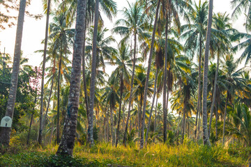 Coconut plantation in nature on the island