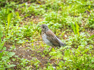 Wood bird Fieldfare, Turdus pilaris, on a sprng lawn.