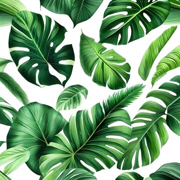 Tropical large green leaves on a white background 