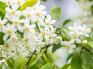 Fototapeta na wymiar White blossoming apple trees in the sunset light. Spring season, spring colors.
