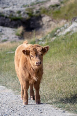 A fluffy, tan Highland calf stands on a gravel trail, gazing forward with a gentle look, mountain grass in the background.